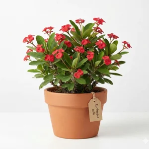 Snake plant