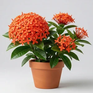 Rubber plant