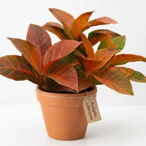 Fiddle leaf fig