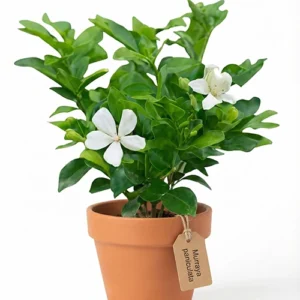 Peace lily